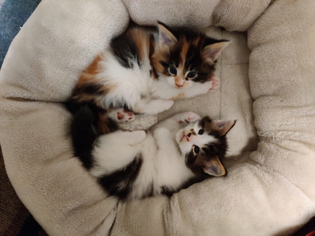 Två Maine Coon-kattungar i en sovpuff