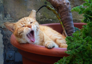 Bild på gäspande katt i blomkruka