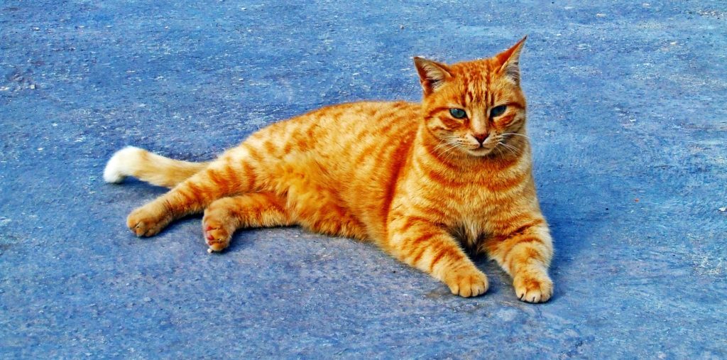 Liggande röd katt